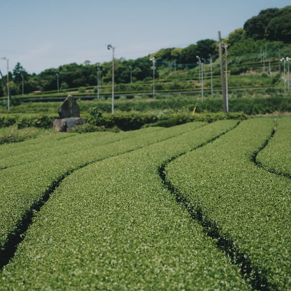 Why Most Tea Isn't Enough